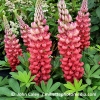 Lupinus 'Beefeater'®