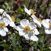 Anemone japonica hybr 'Honorine Jobert'