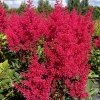 Astilbe japonica 'Montgomery'