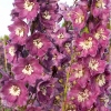 Delphinium 'Magic Fountains Lilac-rose', white bee