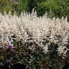 Astilbe arendsii 'Cappuccino'®