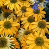 Echinacea 'SunSeekers Yellow'®