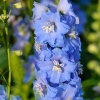 Delphinium 'Magic Fountains Sky blue', white bee