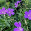 Geranium clarkei 'Kashmir Purple'