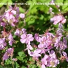 Geranium x cantabrigiense 'Karmina'