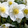 Helleborus niger 'Snowdrift'®