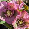 Helleborus orientalis 'Solar Spring'®