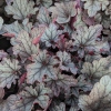 Heuchera 'Huckleberry'®