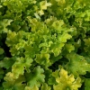 Heuchera 'Limeberry'®
