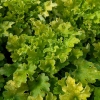 Heuchera 'Limeberry'®