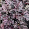 Heuchera 'Mulberry'®