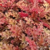 Heuchera 'Orangeberry'®