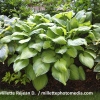 Hosta 'Guacamole'