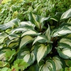 Hosta 'Raspberry Sundae'