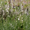 Lavandula angustifolia 'Alba'