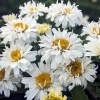 Leucanthemum x superbum 'Freak!'®