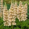 Lupinus 'Cashmere Cream'®