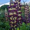 Lupinus 'Manhattan Lights'®