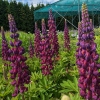 Lupinus 'Masterpiece'®