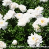 Paeonia lactiflora 'Miss America'