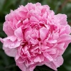 Paeonia lactiflora 'The Fawn'