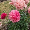 Paeonia x hybrida 'Command Performance'