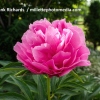 Paeonia x hybrida 'Joker'