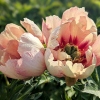 Paeonia x itoh 'Court Jester'