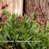 Pulmonaria 'Raspberry Splash'®