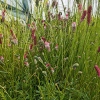 Sanguisorba officinalis 'Pink Tanna'