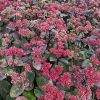 Sedum 'Red Cauli'®