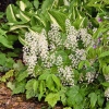 Tiarella cordifolia