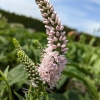 Veronica longifolia 'First Choice'®