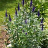 Veronica longifolia 'First Glory'®