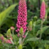 Veronica longifolia 'First Love'®