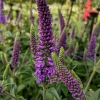 Veronica longifolia 'First Match'®