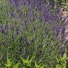 Lavandula angustifolia 'Hidcote Blue' Strain