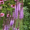 Liatris spicata