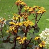 Ligularia dentata 'Midnight Lady'