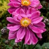 Anemone japonica hybr 'Bressingham Glow'