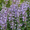 Nepeta sibirica 'Souvenir d'André Chaudron'