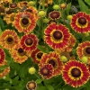 Helenium 'Fuego'®