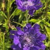 Scabiosa caucasica 'Fama Deep Blue'