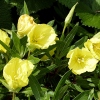 Oenothera missouriensis