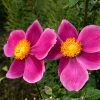 Anemone japonica hybr 'Praecox'