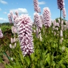 Persicaria bistorta 'Superbum'