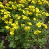 Potentilla megalantha