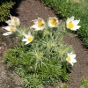 Pulsatilla vulgaris 'Alba'