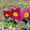 Pulsatilla vulgaris 'Rote Glocke'