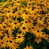 Rudbeckia fulgida var sullivantii 'Goldsturm'